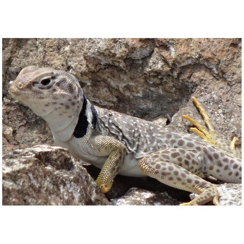 Soparla cu guler negru - imagine 3